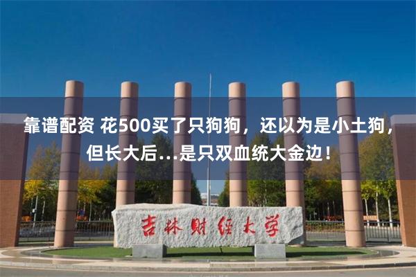 靠谱配资 花500买了只狗狗，还以为是小土狗，但长大后…是只双血统大金边！