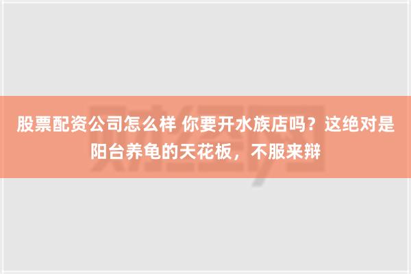 股票配资公司怎么样 你要开水族店吗？这绝对是阳台养龟的天花板，不服来辩