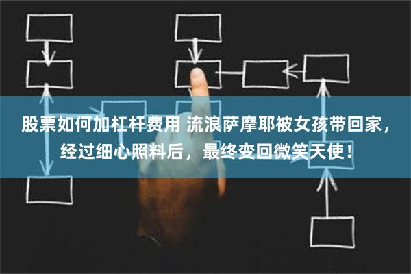 股票如何加杠杆费用 流浪萨摩耶被女孩带回家，经过细心照料后，最终变回微笑天使！